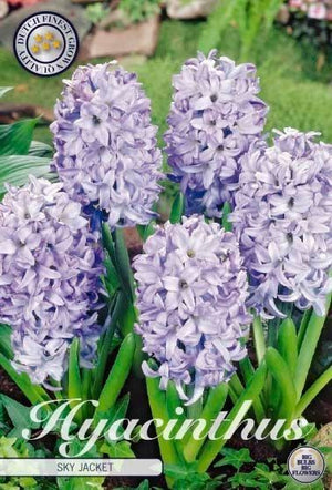 Hyacinth ‘Sky Jacket’ Bulbs – Pack of 5