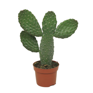 Opuntia Consolea Cactus – 12cm Pot, 25cm High