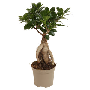 Ficus Ginseng Bonsai (Ficus microcarpa) – 9cm Pot