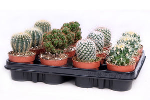 Mixed Cactus Collection – 8.5cm Pot