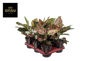 Aglaonema Pink Leopard – 12cm Pot, 30cm High