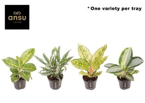 Aglaonema Green Surprise – 12cm Pot, 35cm High