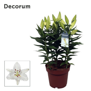 White Oriental Lily (Lilium) – 19cm Pot