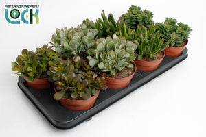 Mixed Crassula Succulent – 12cm Pot