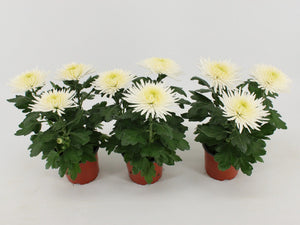 White Chrysanthemum ‘Anastasia’ – 12cm Pot