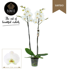 White Phalaenopsis Orchid – 2 Stem, 12cm Pot