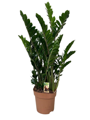 ZZ Plant (Zamioculcas zamiifolia) – 30cm Pot