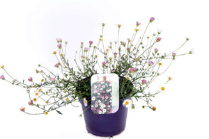 Erigeron Blütenmeer Daisy – 13cm Pot