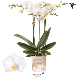White Phalaenopsis Orchid – 3 Stem, 9cm Pot