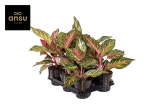 Aglaonema 'Dreamcatcher' – 12cm Pot