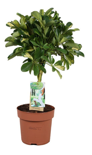 Gold Capella Schefflera (Schefflera arboricola) – 17cm Pot