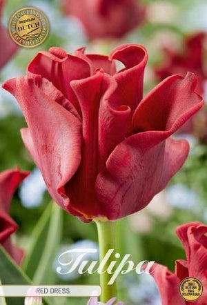 Tulipa ‘Crown Red Dress’ Tulip Bulbs – 7 Pack