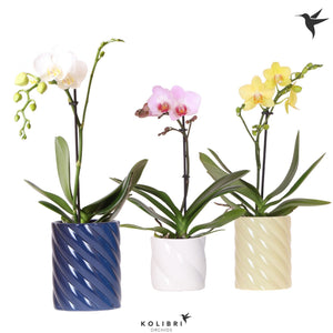 Mixed Phalaenopsis Orchid – 2 Stem, 9cm Ceramic Pot