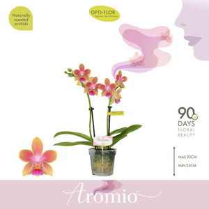 Yellow Phalaenopsis Orchid – 7cm Pot, 25cm High