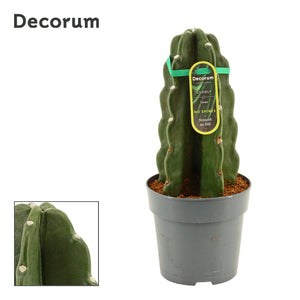 Cuddly Cactus (Cereus) – 12cm Pot, 28cm High