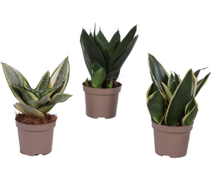 Mixed Sansevieria trifasciata – 9cm Pot