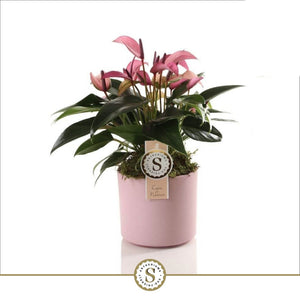 Purple Anthurium (Anthurium) – 12cm Pot, 40cm High