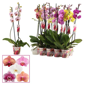 Mixed Phalaenopsis Orchid – 2 Stem, 12cm Pot