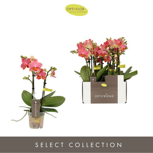 Mini Orange Phalaenopsis Orchid (2 Stem) – 7cm Pot