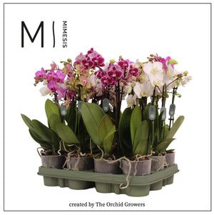 Mixed Phalaenopsis Orchid – 3 Stem, 9cm Pot