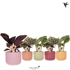Mixed Calathea Houseplant – 6cm Marrakech Ceramic Pot