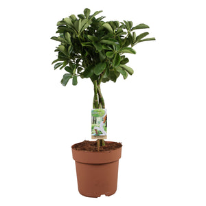 Dwarf Umbrella Tree (Schefflera arboricola) – 21cm Pot