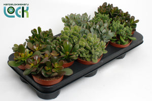 Mixed Crassula Succulent – 10.5cm Pot