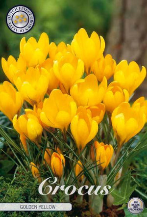 Golden Yellow Crocus Vernus Flower Bulbs – 8/9