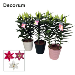 Mixed Oriental Lilies – 19cm Zinc Bucket