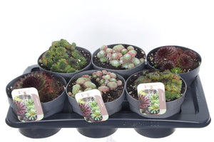 Mixed Sempervivum Houseleek Collection – 17cm Pot