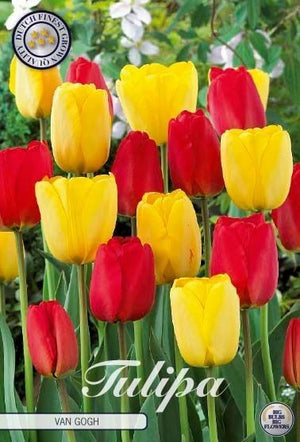 Tulipa ‘Garden Van Gogh’ Tulip Bulbs – Size 12/+