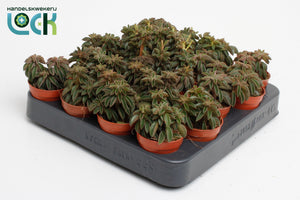 Silver Spark Peperomia (Peperomia) – 5.5cm Pot