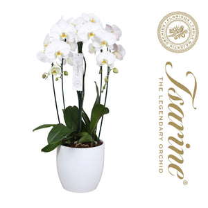 White Phalaenopsis Orchid – 25cm Pot, 80cm High