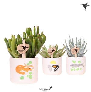 Mixed Succulent in Ceramic Sea Fruits Pot – 6cm
