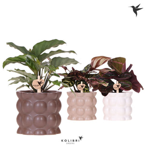Mixed Calathea Houseplant – 9cm Ceramic Pot