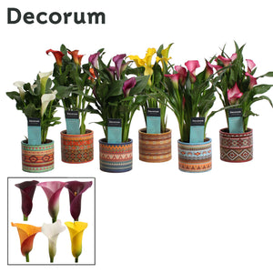 Mixed Zantedeschia Calla Lily – 10.5cm Pot