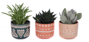 Mixed Succulent Arrangement – 10cm Ceramic Pot