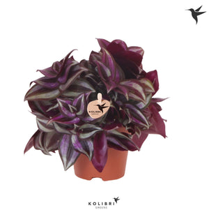 Tradescantia Zebrina – 9cm Pot