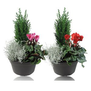Indoor Plant Arrangement in Decorative Dish – 19cm Pot