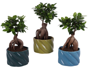 Ficus Ginseng Bonsai (Ficus microcarpa) – 18cm Pot