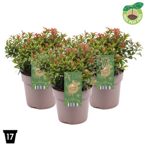 Little Heath Pieris japonica – 17cm Pot