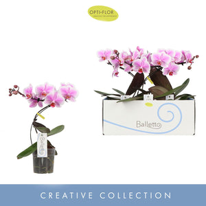 Pink Phalaenopsis Orchid ‘Balletto’ – 12cm Pot