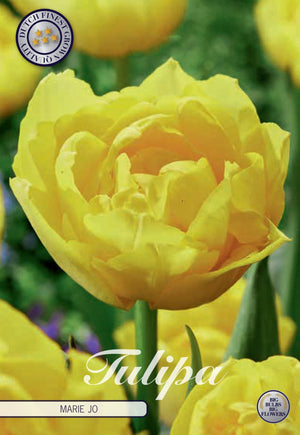 Double Early Tulip ‘Marie Jo’ Flower Bulbs – 7 Bulbs