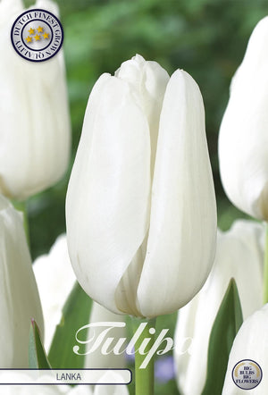 Tulipa Darwin Hybrid ‘Lanka’ Flower Bulbs – 12cm+