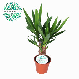 Yucca Houseplant – 12cm Pot, 45cm High