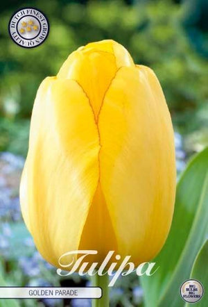 Tulipa ‘Golden Parade’ Spring Flower Bulbs