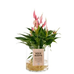 Purple Anthurium ‘Zizou’ – 12cm Pot