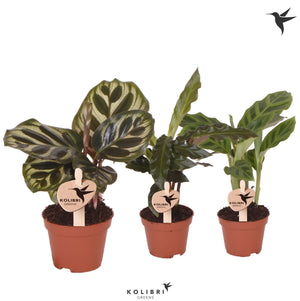 Mixed Calathea Houseplant – 6cm Pot