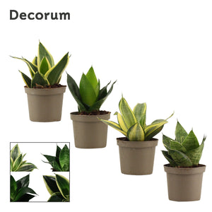 Sansevieria Hahnii Mixed Varieties – 9cm Pot