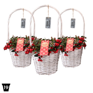 White Gaultheria Big Berry Hanging Basket – 17cm Pot